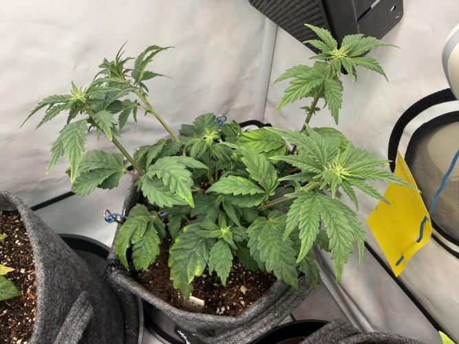 G.S. Cookies #2025. Week 7 - Day #57 F#13