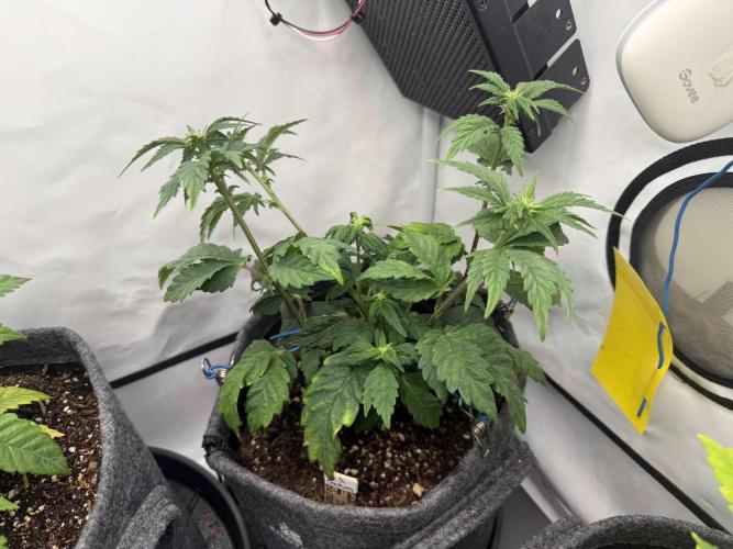 G.S. Cookies #2025. Week 7 - Day #57 F#13