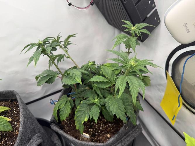 G.S. Cookies #2025. Week 7 - Day #57 F#13