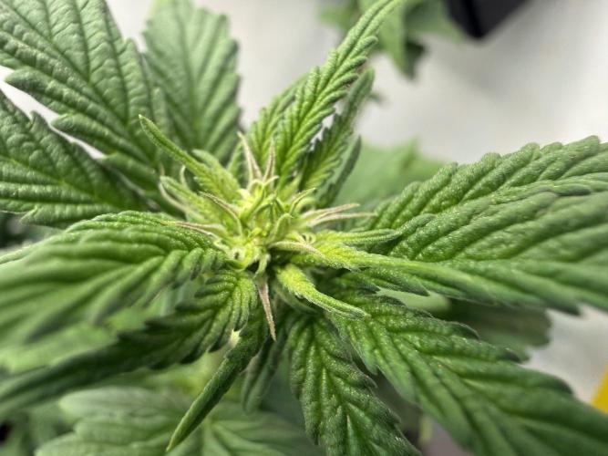 G.S. Cookies #2025. Week 7 - Day #57 F#13