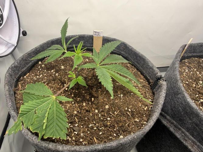 Blue Zushi #2026. Week 2