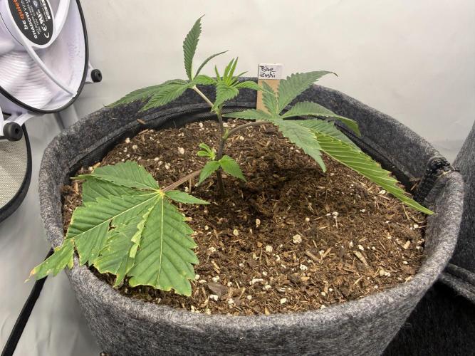 Blue Zushi #2026. Week 2