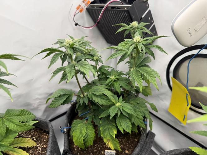 G.S. Cookies #2025. Week 8 - Day #64 F#20