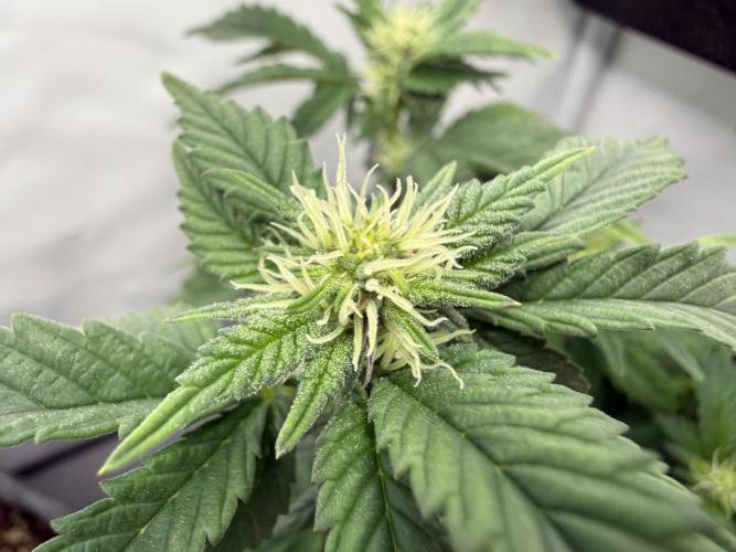 G.S. Cookies #2025. Week 8 - Day #64 F#20