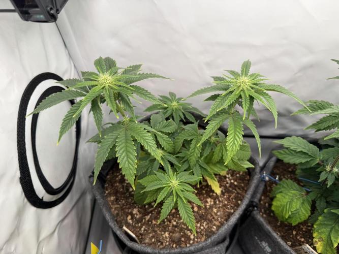 Jelly Donutz #2025. Week 8 - Day #64 F#20