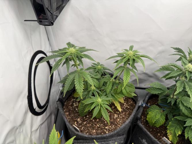 Jelly Donutz #2025. Week 8 - Day #64 F#20