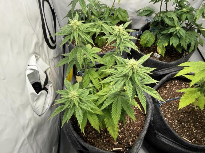 Orange Creampop #2025. Week 8 - Day #64 F#20