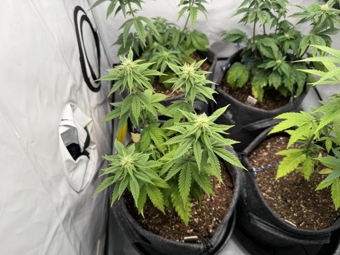 Orange Creampop #2025. Week 8 - Day #64 F#20