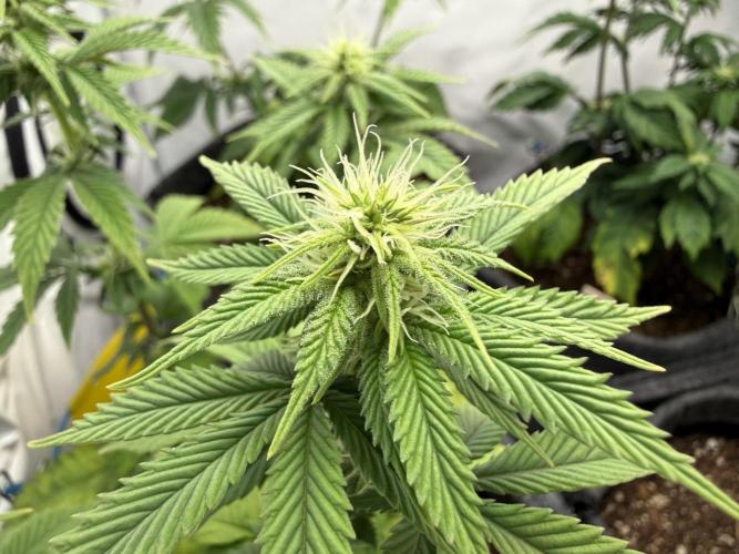 Orange Creampop #2025. Week 8 - Day #64 F#20