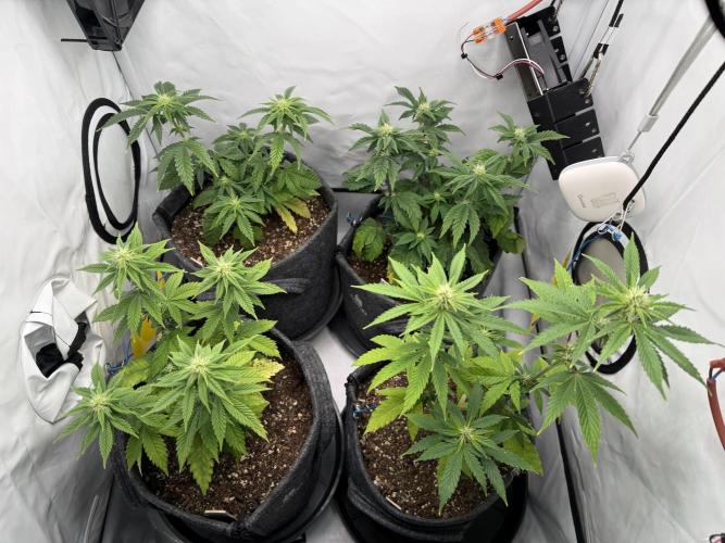 Orange Creampop #2025. Week 8 - Day #64 F#20