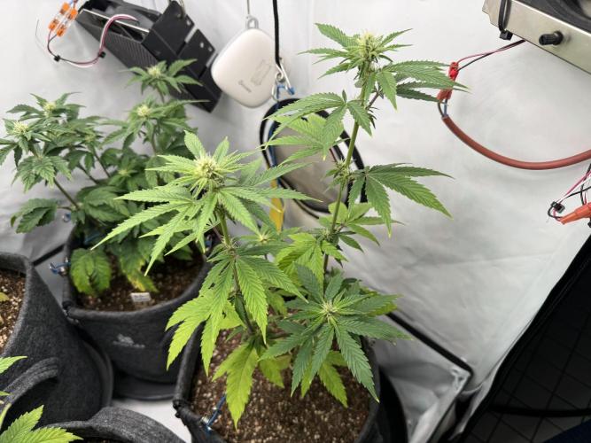 Pistachio #2025. Week 8 - Day #64 F#20