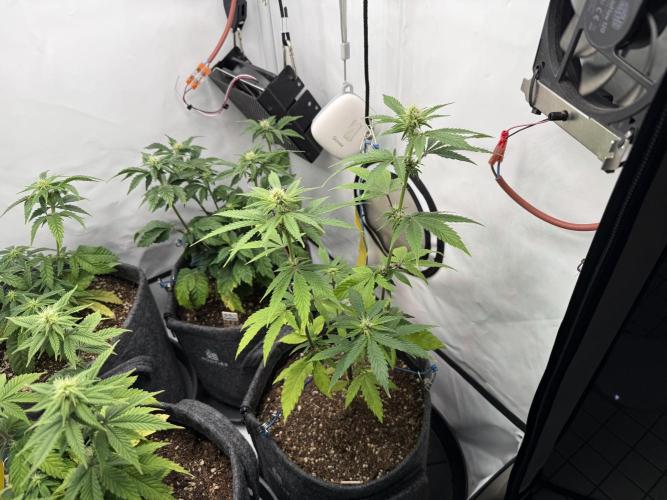 Pistachio #2025. Week 8 - Day #64 F#20