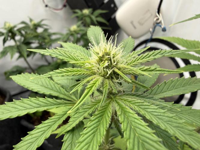 Pistachio #2025. Week 8 - Day #64 F#20