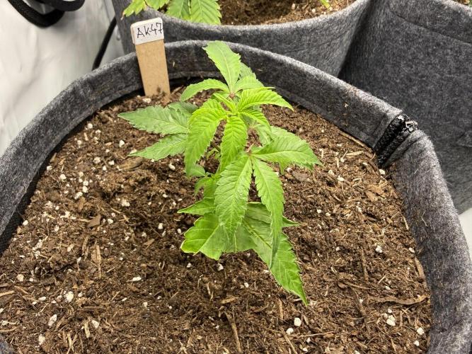 AK 47 #2026. Week 2 - Day #22