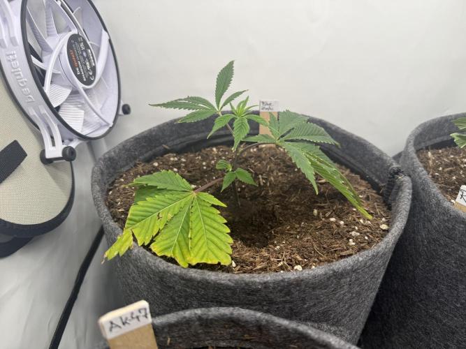 Blue Zushi #2026. Week 2 - Day #23