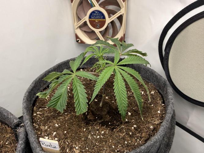 Runtz #2026. Week 2 - Day #23