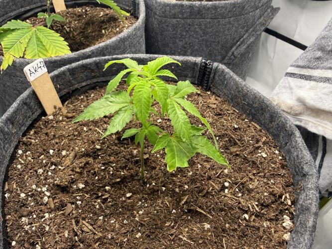 AK 47 #2026. Week 2 - Day #23