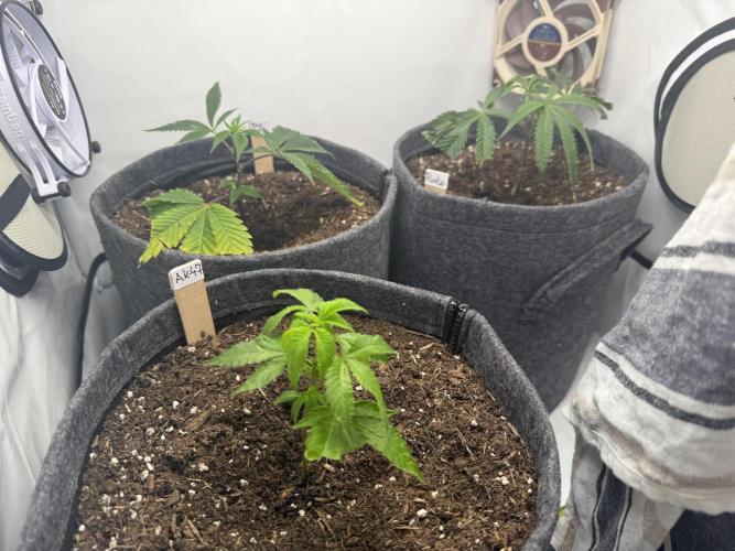 AK 47 #2026. Week 2 - Day #23