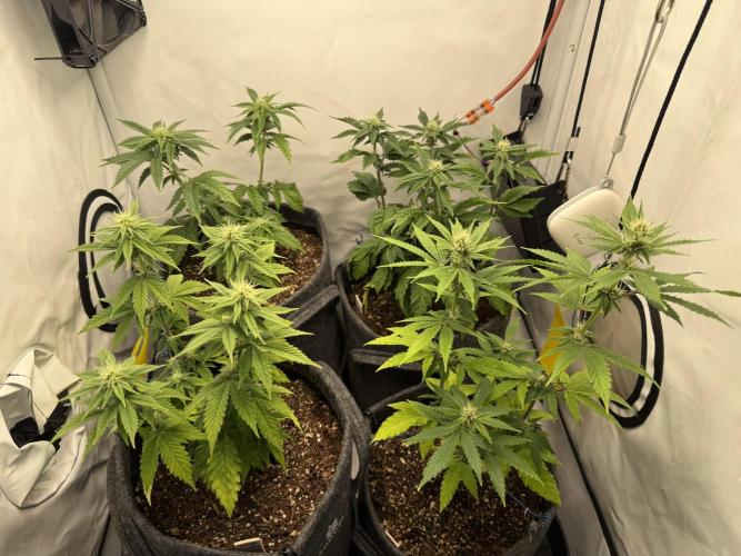 Jelly Donutz #2025. Week 8 - Day #65 F#21