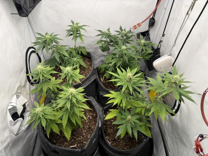 Pistachio #2025. Week 8 - Day #65 F#21