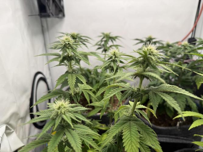 Orange Creampop #2025. Week 8 - Day #65 F#21