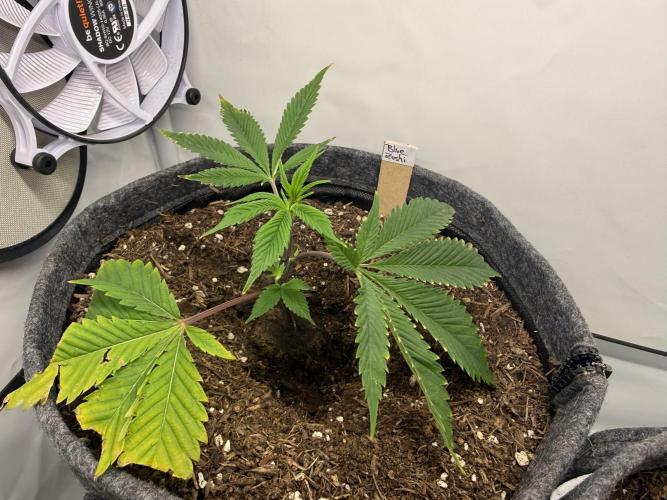 Blue Zushi #2026. Week 2 - Day #23