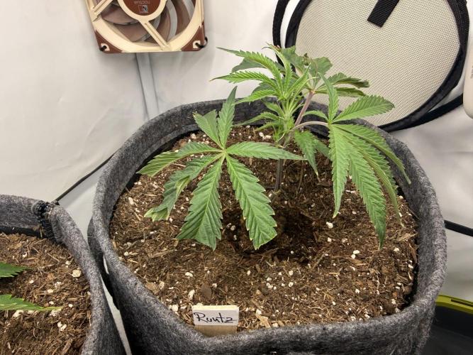 Runtz #2026. Week 2 - Day #23