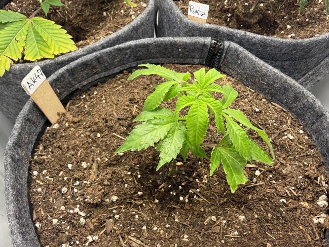 AK 47 #2026. Week 2 - Day #23