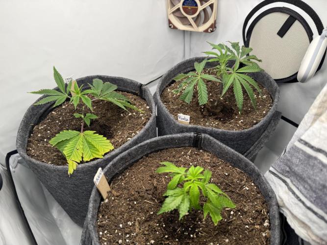 AK 47 #2026. Week 2 - Day #23