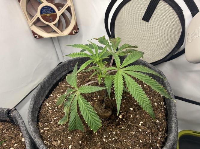 Runtz #2026. Week 2 - Day #24