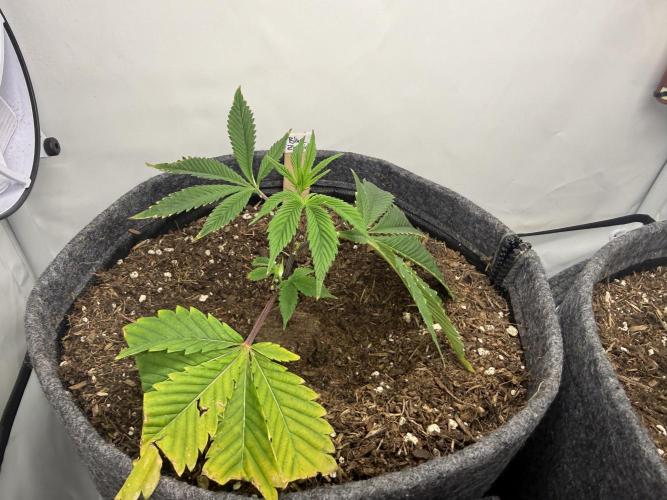 Blue Zushi #2026. Week 2 - Day #24