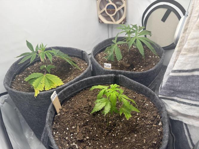 Blue Zushi #2026. Week 2 - Day #24