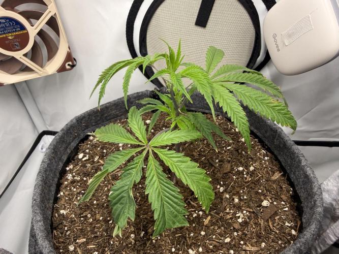 Runtz #2026. Week 3 - Day #29