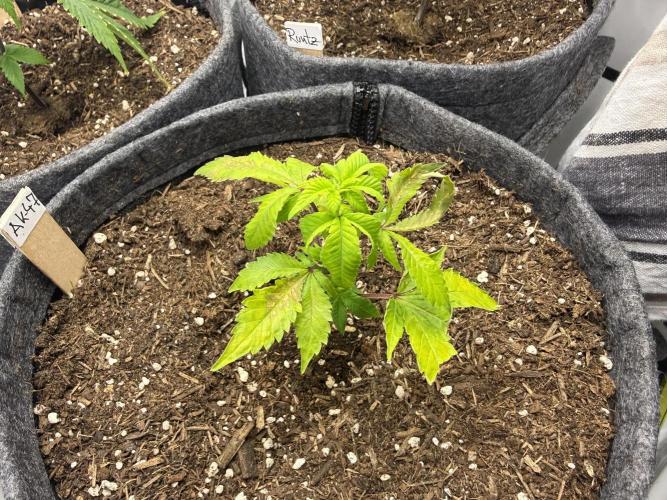 AK 47 #2026. Week 3 - Day #29