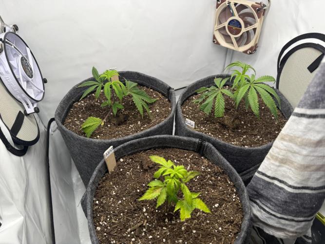 AK 47 #2026. Week 3 - Day #29