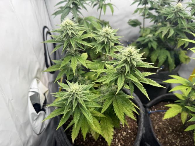 Orange Creampop #2025. Week 9 - Day #71 F#27