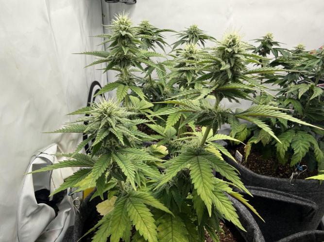 Orange Creampop #2025. Week 9 - Day #71 F#27