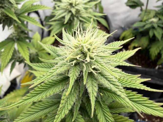 Orange Creampop #2025. Week 9 - Day #71 F#27