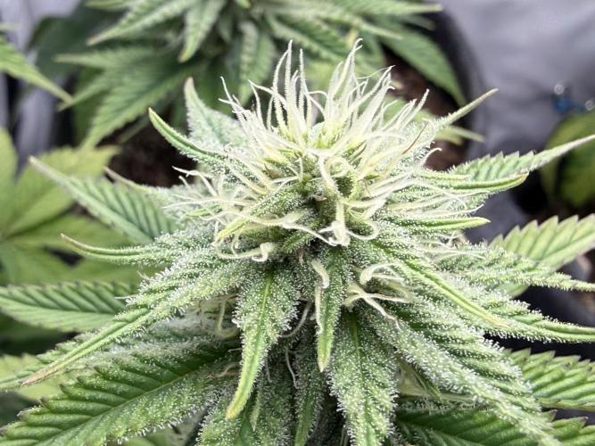 Orange Creampop #2025. Week 9 - Day #71 F#27