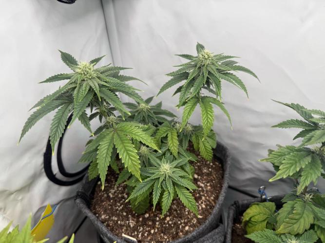 Jelly Donutz #2025. Week 9 - Day #71 F#27