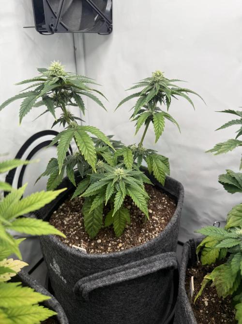 Jelly Donutz #2025. Week 9 - Day #71 F#27