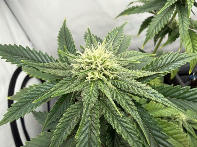 Jelly Donutz #2025. Week 9 - Day #71 F#27