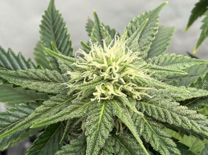 Jelly Donutz #2025. Week 9 - Day #71 F#27