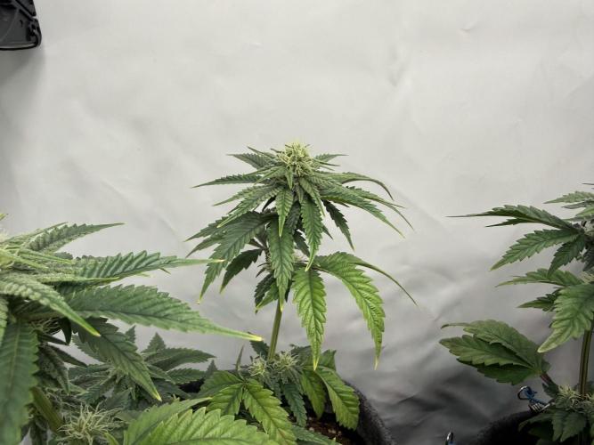 Jelly Donutz #2025. Week 9 - Day #71 F#27