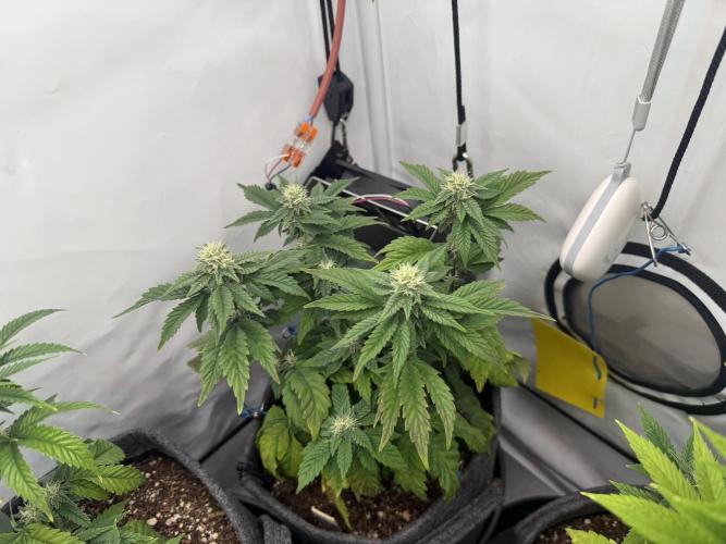 G.S. Cookies #2025. Week 9 - Day #71 F#27