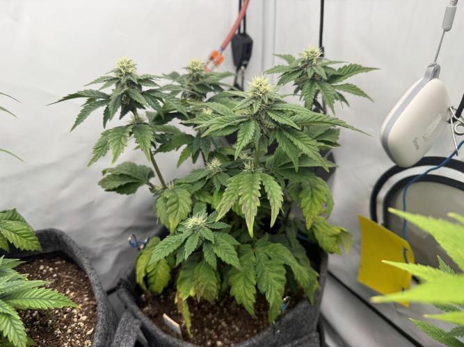 G.S. Cookies #2025. Week 9 - Day #71 F#27