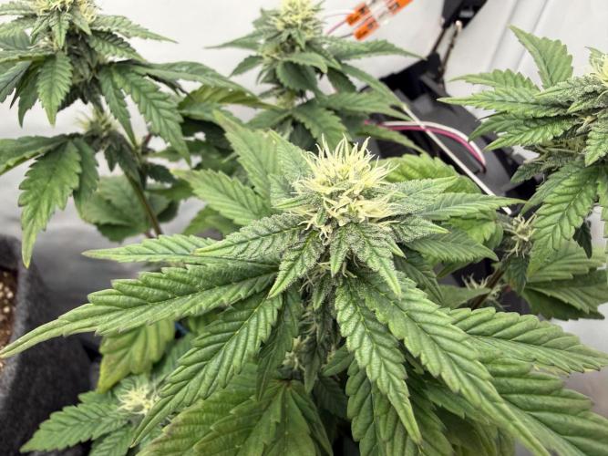 G.S. Cookies #2025. Week 9 - Day #71 F#27