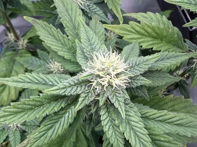 G.S. Cookies #2025. Week 9 - Day #71 F#27