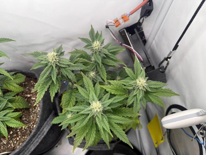 G.S. Cookies #2025. Week 9 - Day #71 F#27