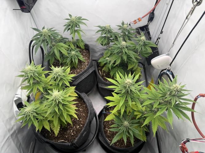 G.S. Cookies #2025. Week 9 - Day #71 F#27